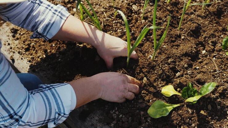 Planting Garlic and Leafy Greens in a Garden