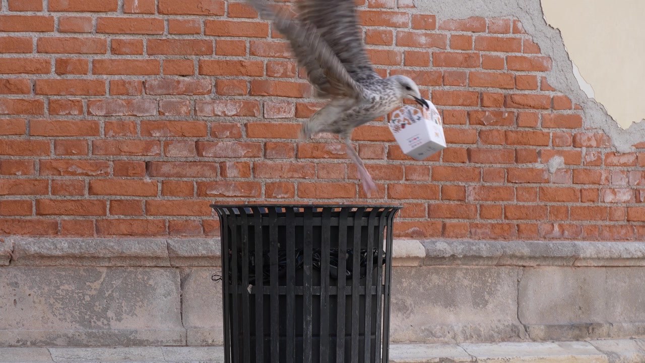 Static shot of a juvenile gull feeding from a public trash bin in Venice, Italy, highlighting urban wildlife adapting to human food waste