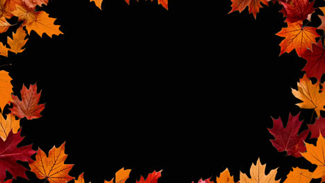 autumn leaf frame animated overlay, transparent 4k video, alpha channel, prores 4444