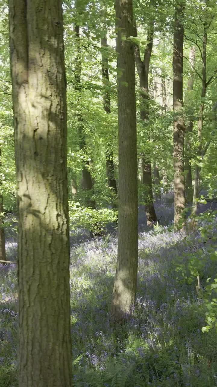 Vertical Video Drone Shot Woodland Bluebells Growing In UK Countryside 2