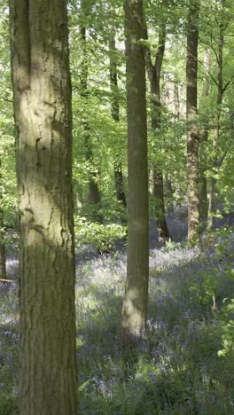 Vertikale-Videodrohne-Schoss-Waldglockenblumen,-Die-In-Der-Britischen-Landschaft-Wachsen-2