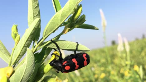 burying-beetle-pest-eating-Toor-Dal-or-Pigeon-Pea-trees-in-the-farm-in-Karnataka,-India