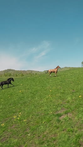 couple of chestnut and black coat horses gallop along field against blue sky first point view. young mare and stallion play on hilly meadow slow motion