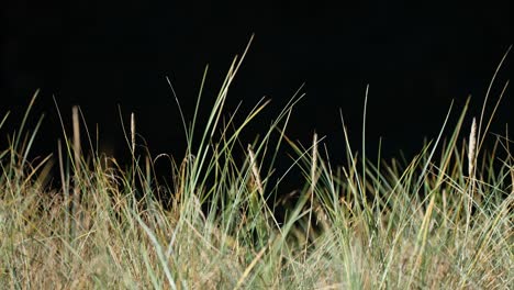 green and yellow blades of grass against a dark background