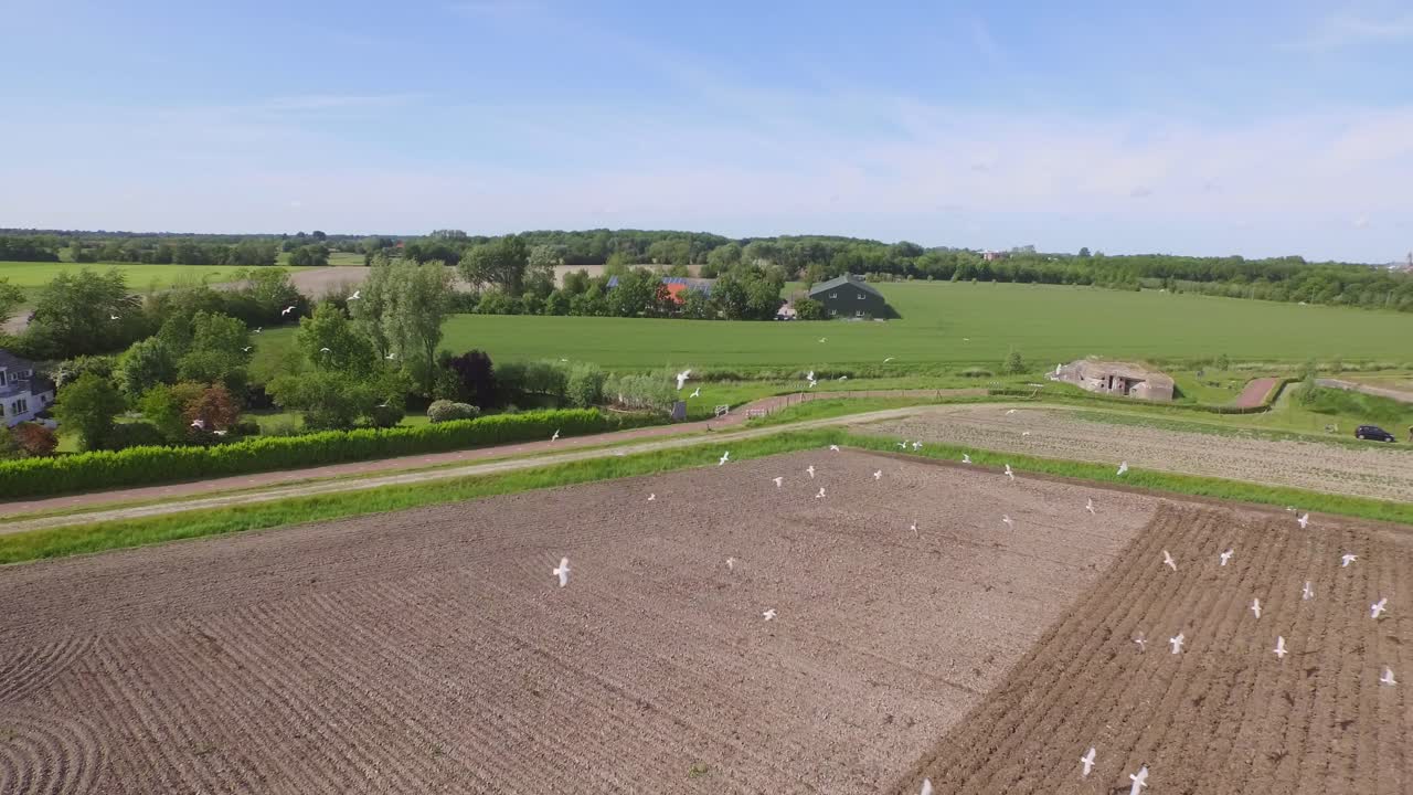 Aerial view of a field with birds