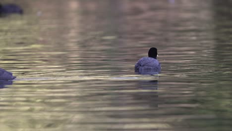 Swimming-Red-gartered-coots-on-waterway;-daylight,-static-shot