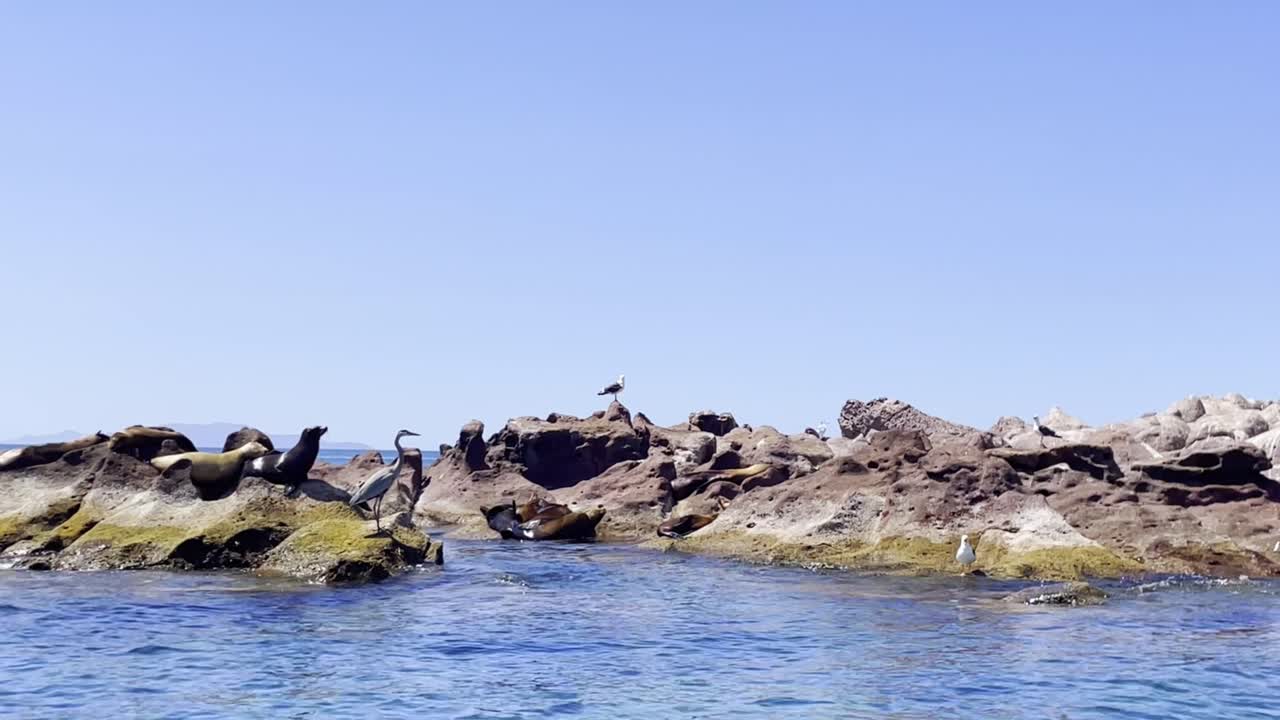 Video shot of a group of sea lions sunbathing on the rocks