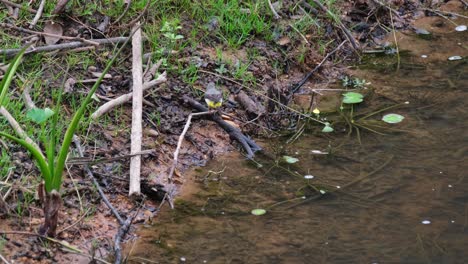 grey wagtail motacilla cinerea forrajeando en una parte fangosa del arroyo y luego se para en una rama de bambú en el suelo, parque nacional khao yai, tailandia