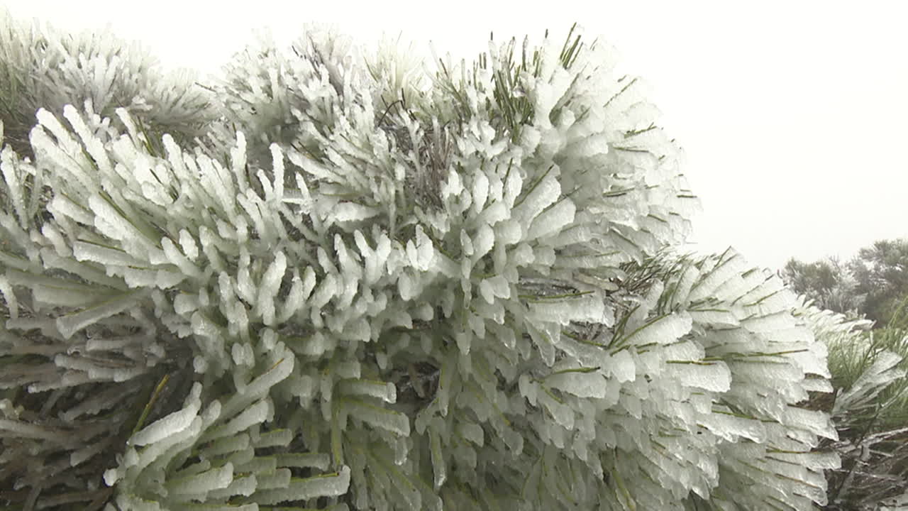 Frozen Pine Tree Branches