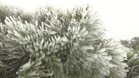 frozen pine tree branches