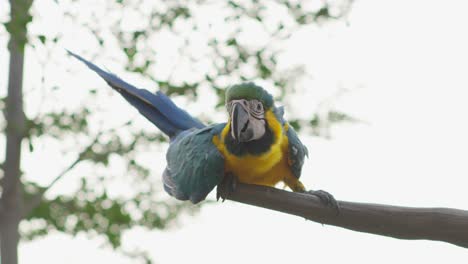 Ara-Papagei-Und-Die-Blauen-Und-Gelben-Arten