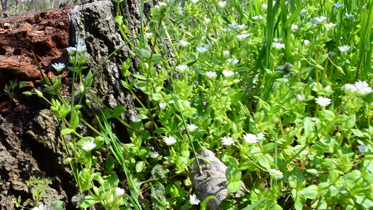 Stub and grass. Shooting in April