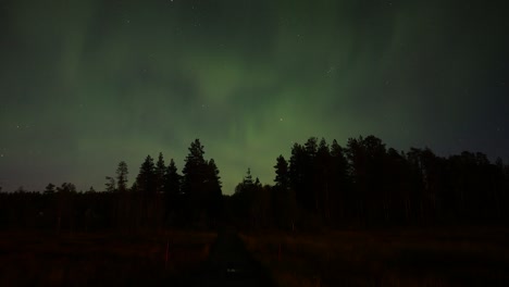 the camera zooms out revealing northern light glowing over the forest