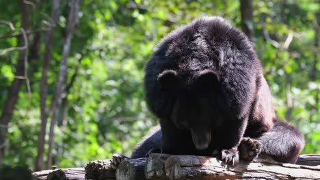 stooping down facing away from the heat of the morning sun then raises its head up to yawn, opening its mouth wide