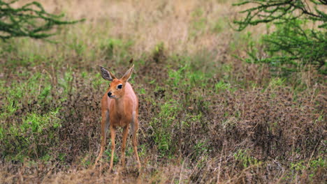 hermosa mujer steenbok raspando el suelo después de orinar en la reserva de caza central de kalahari, botswana