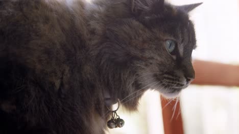 cat at home 4k