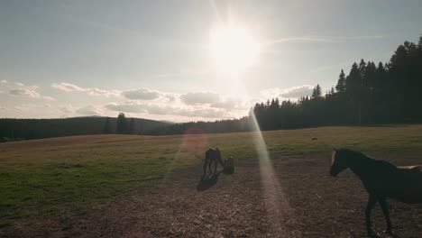 Flying-in-to-the-sun-above-and-in-between-a-herd-of-Hucul-horses-resting-and-grazing-on-a-pasture-in-Sihla,-Central-Slovakia