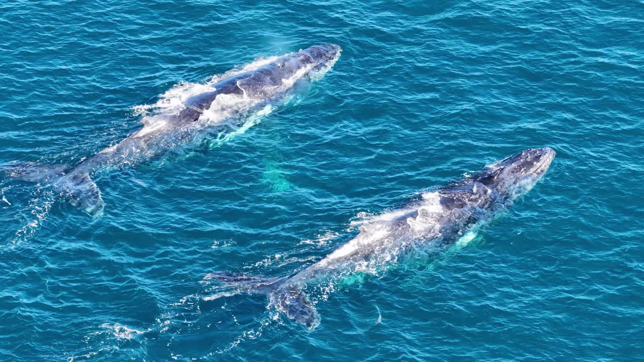 Two humpback whales swim side by side in clear blue ocean waters, captured from above in bright daylight with smooth, steady aerial camera movement