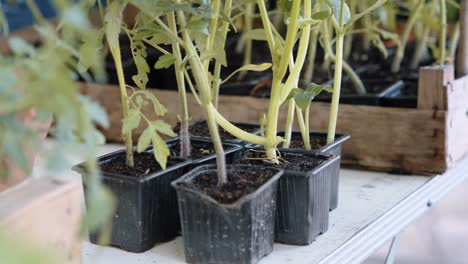 close-up of tomato seedlings in small black pots