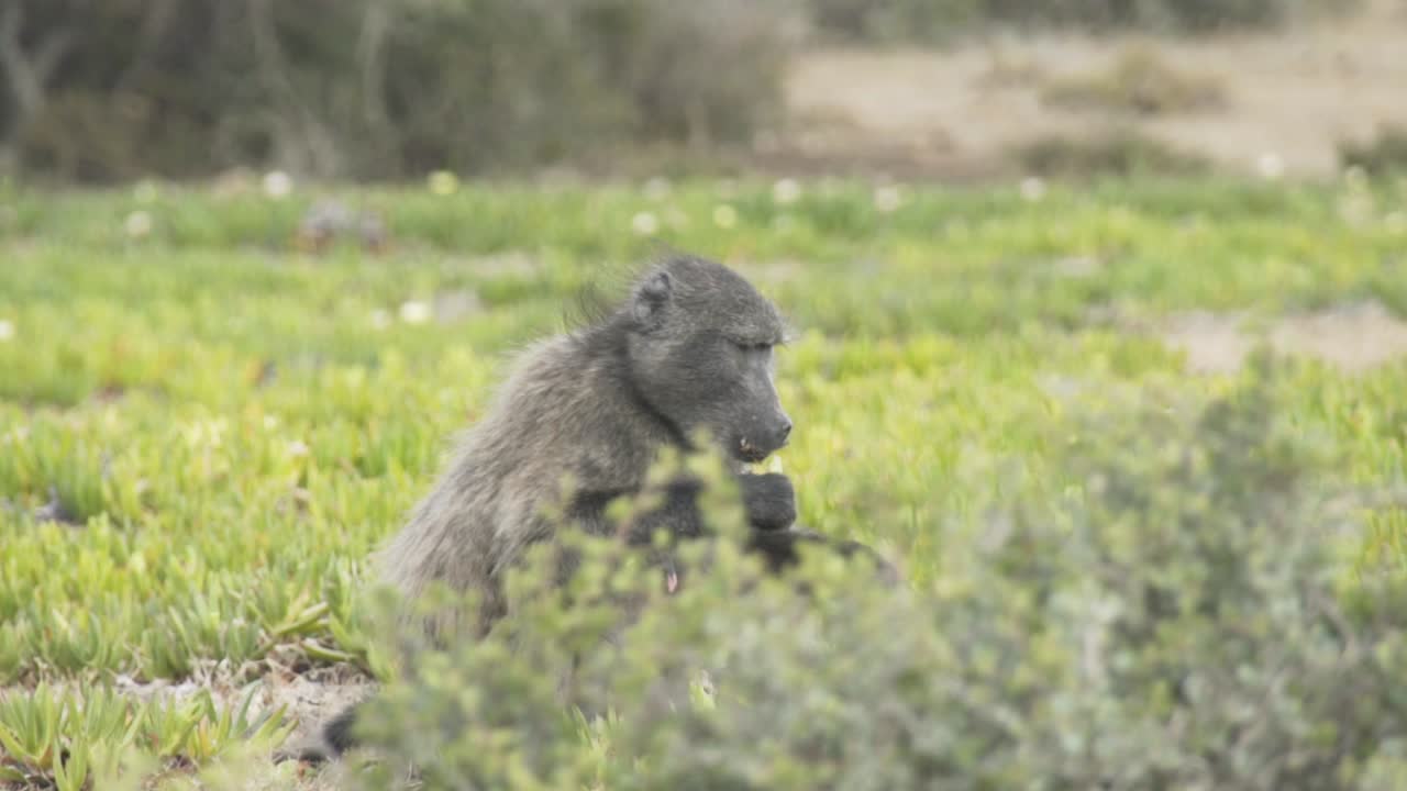 plano general de babuino comiendo en el campo