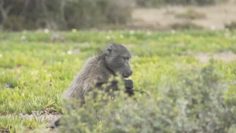 Plano-General-De-Babuino-Comiendo-En-El-Campo