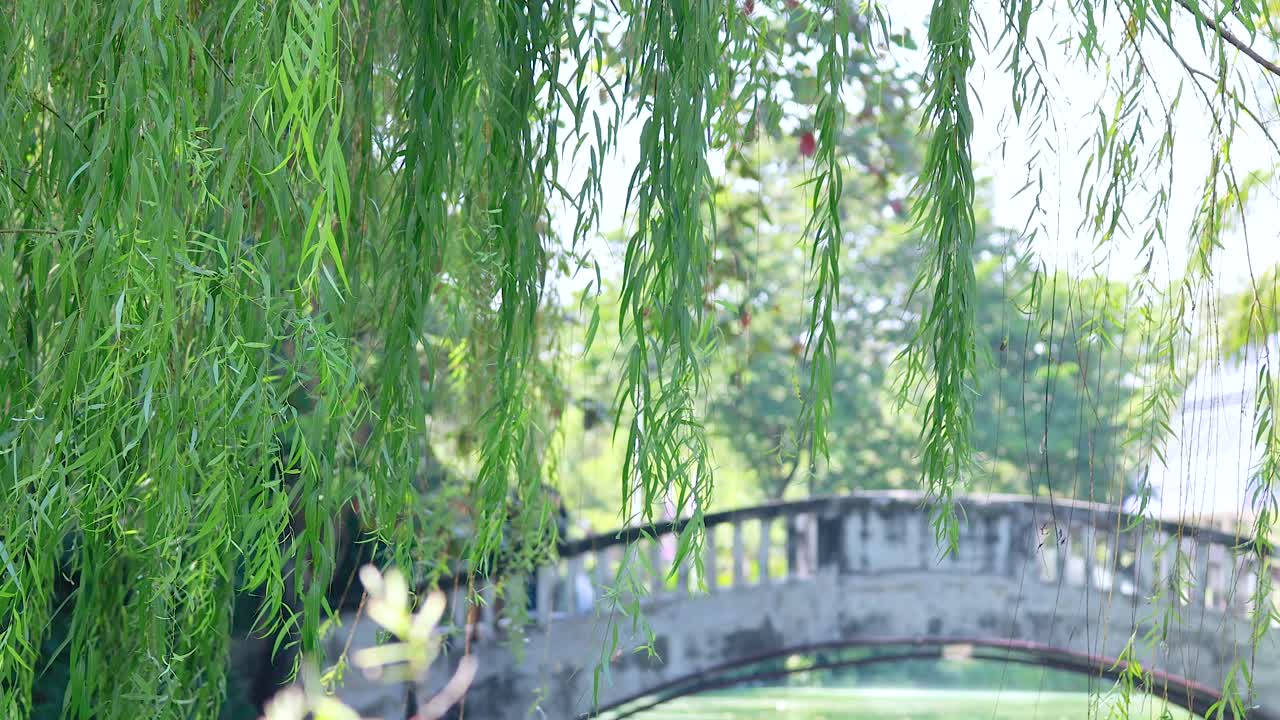 Peaceful willow tree near bridge in lush Bangkok park setting