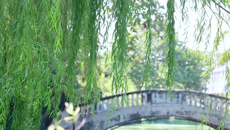 peaceful willow tree near bridge in lush bangkok park setting