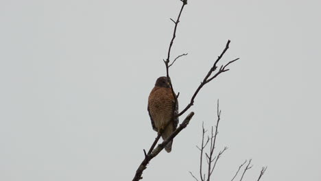 Red-shouldered-hawk-perched-on-a-large,-barren-branch-in-the-pouring-rain