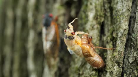 a cicada emerges from its exoskeleton on a tree