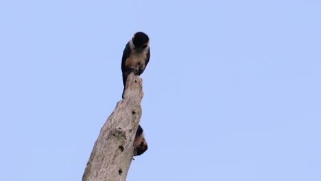 the black-thighed falconet is one of the smallest birds of prey found in the forests in some countries in asia