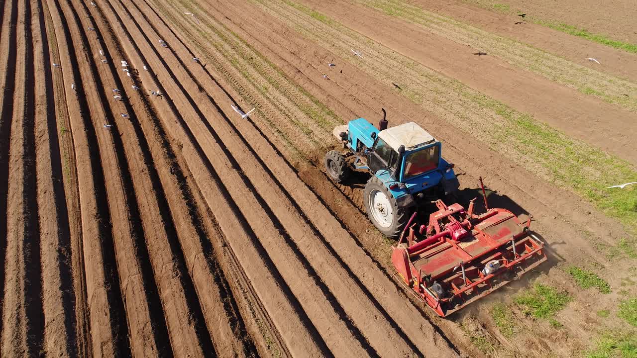 los pájaros hambrientos están volando detrás del tractor, y comen grano de la tierra cultivable.