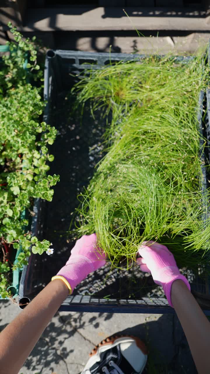 jardinería: manipulación de plantas en un recipiente