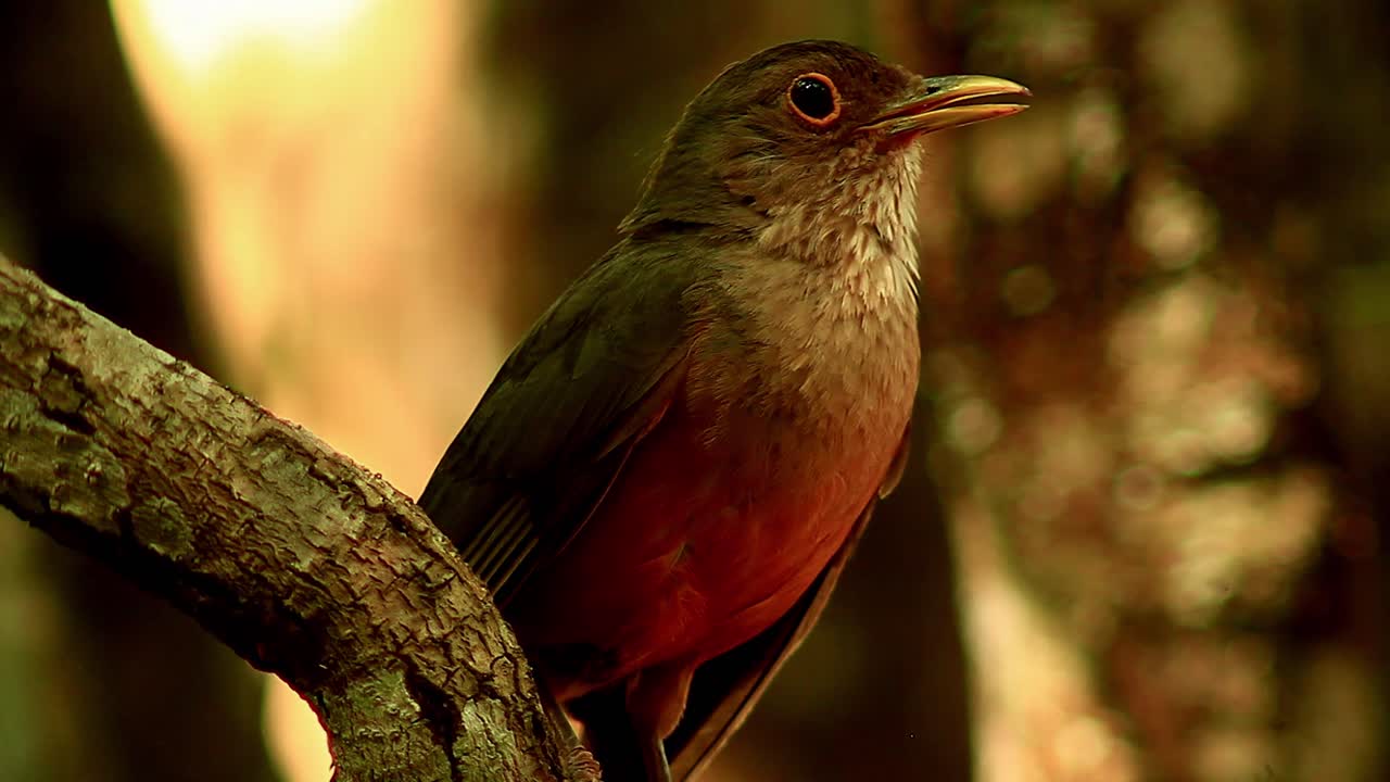 un zorzal de vientre rufo chirría y canta encaramado en la rama de un árbol en la sabana brasileña