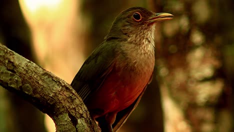 a rufous-bellied thrush chirps and sings will perched on a tree limb in the brazilian savanna