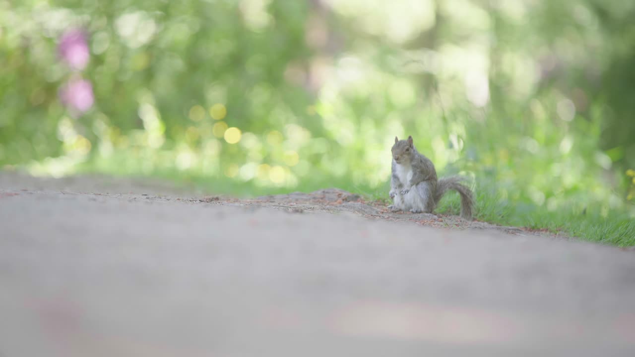 A red squirrel standing watching out before darting off into the grass