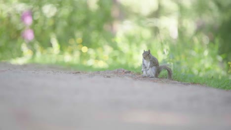 Ein-Rotes-Eichhörnchen-Steht-Da-Und-Wacht-Darüber,-Bevor-Es-Ins-Gras-Flitzt