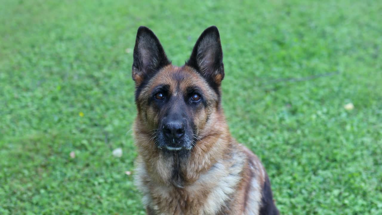 Cinematic close up shot of a German Shepherd dog licking its nose on a grassy field