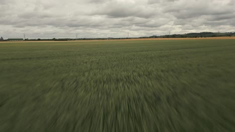 aerial footage flying fast over the tops of green wheat plants below