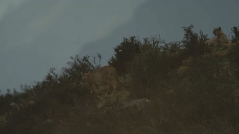 Brother-and-Sister-Puma-sit-on-hillin-Torres-Del-Paine