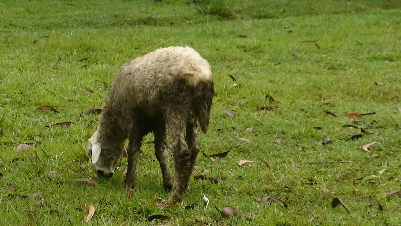 ovejas blancas pastando en un campo