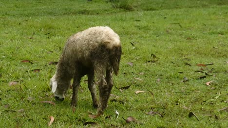 white sheep grazing in a field