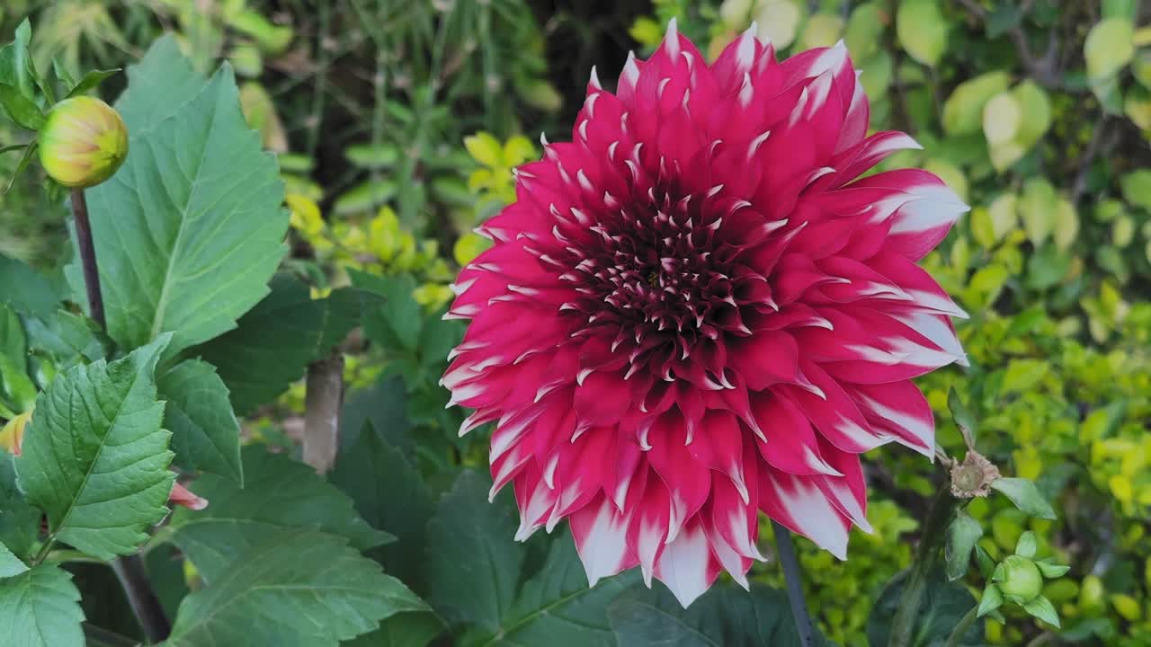 Flor de dália vermelha e branca florescendo no jardim, balançando suavemente com a brisa leve, cercada por folhas verdes e botões, sob a luz natural do dia.