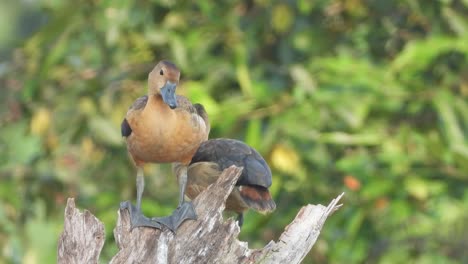 pato que silba relajándose en el árbol