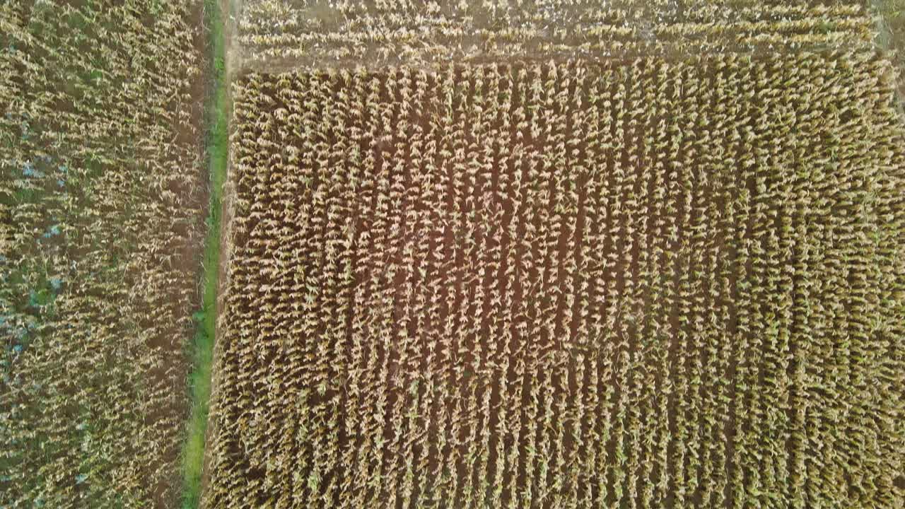 monitoreo aéreo de granjas por drones en kenia