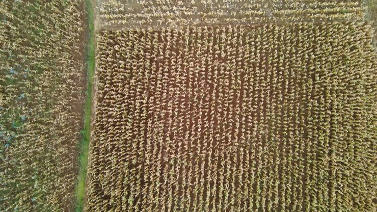 Aerial farm monitoring by the drone in kenya
