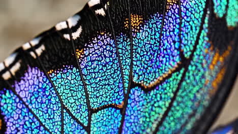 close-up of an iridescent butterfly wing with vibrant colors