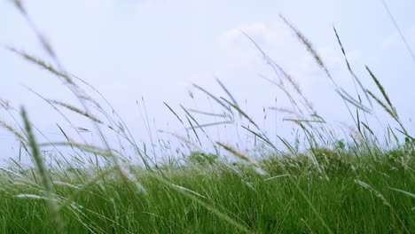 panning from the lower left side of the frame going up while showing a meadow where cogon grass is growing in a rural area in southeast asia