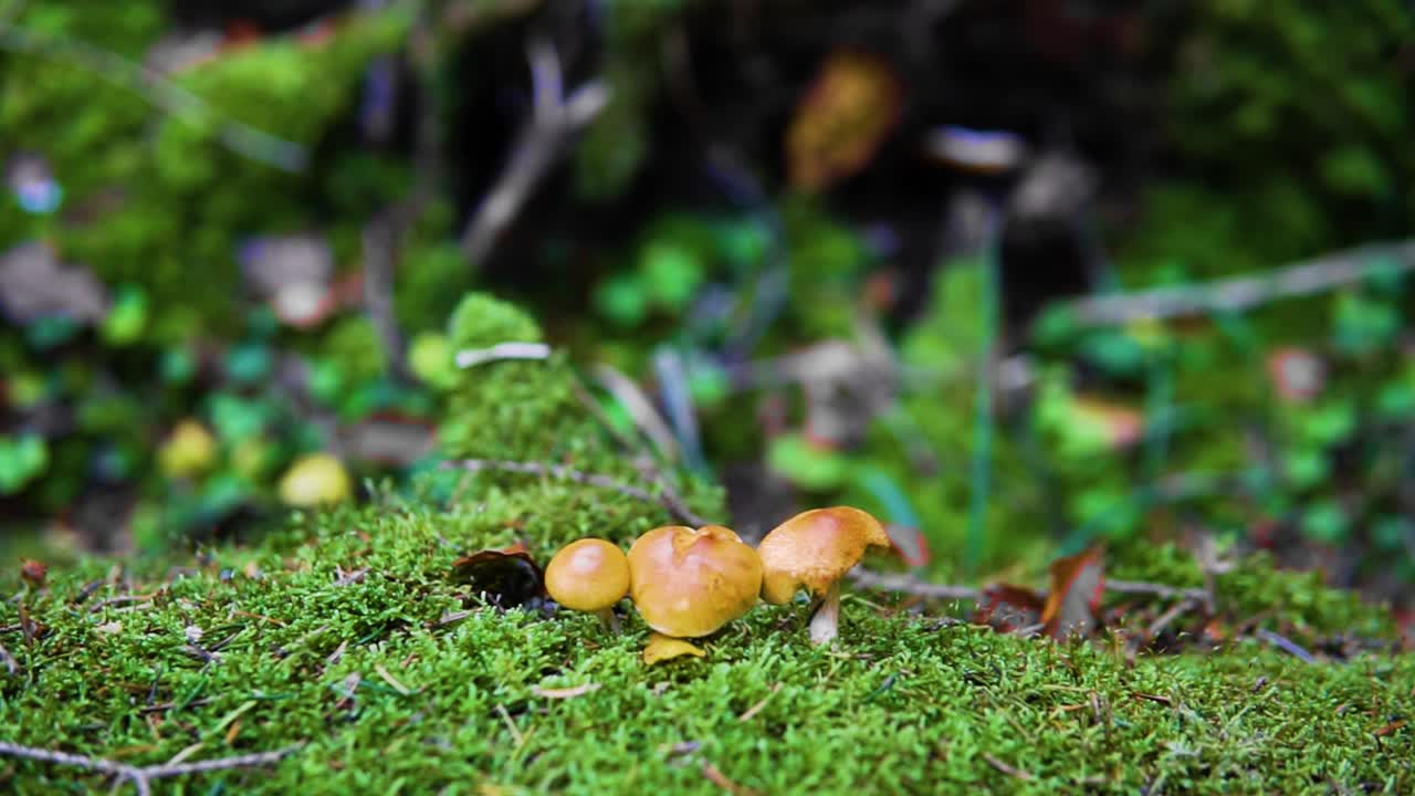 Slow panning shot of small mushrooms on a mossy log in an autumn forest