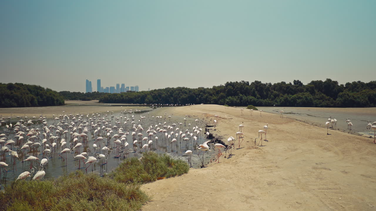 Flamingos in a Wetland Habitat