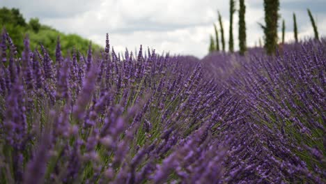 close-up shot of lavender field